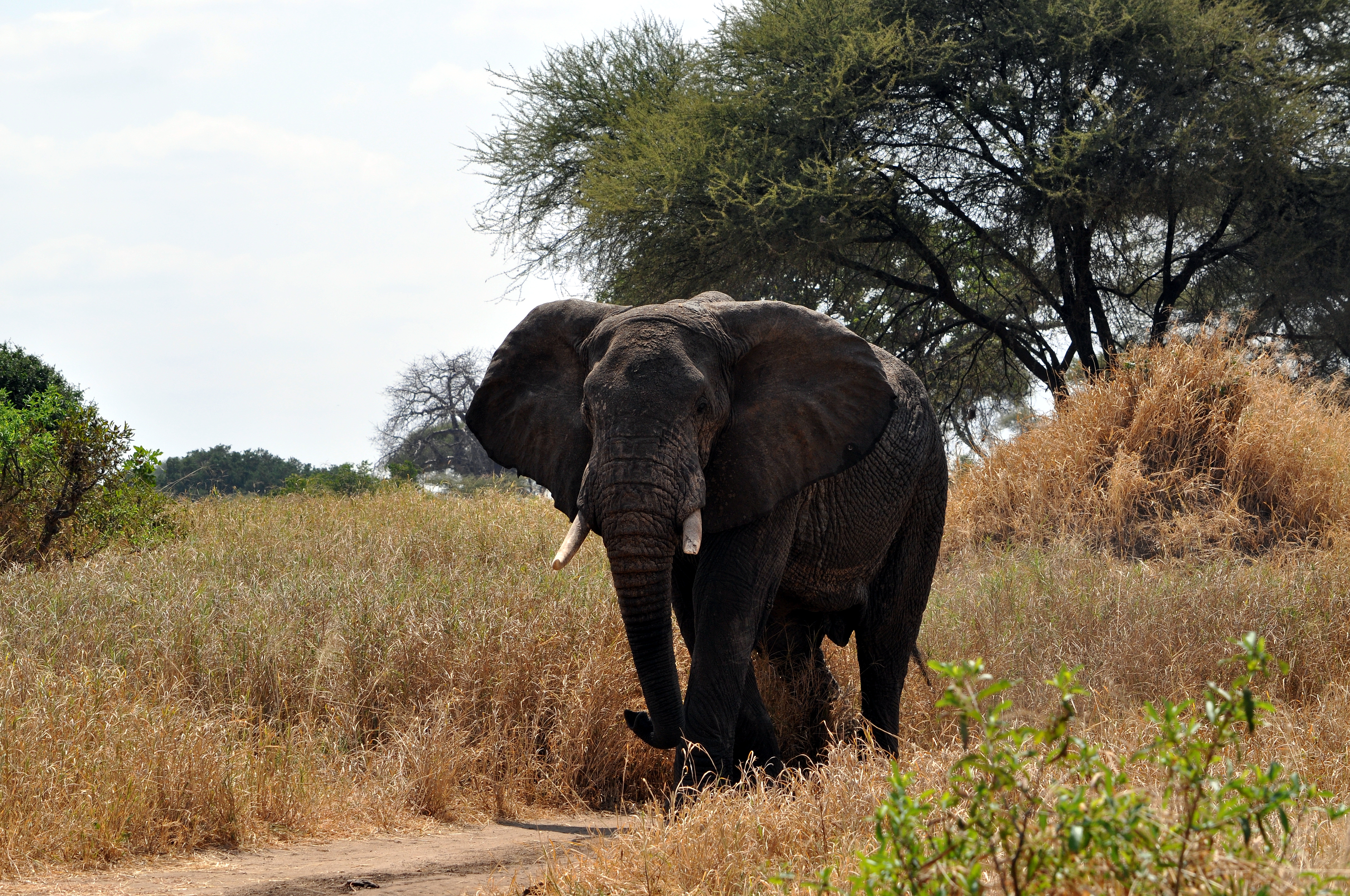 Biology Trip to Tanzania - July 2015